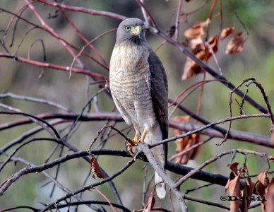 GAVILÁN COMÚN (Rupornis magnirostris) - Alamos de carrasco-MONTEVIDEO (Julio 2011)